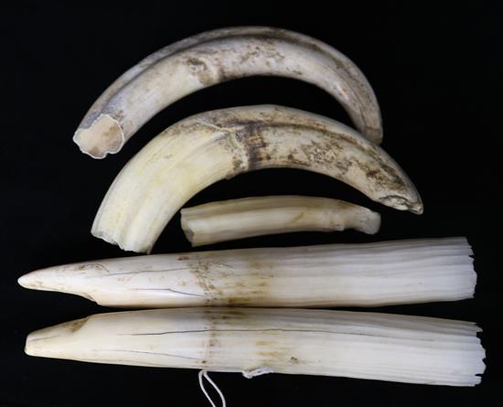 Two Hippopotamus tusks, two walrus ivory tusks and a tooth.